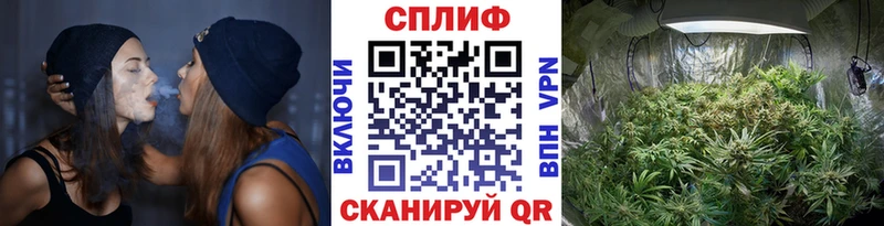 мориарти Telegram  Бодайбо  Конопля семена 
